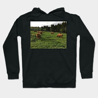 Scottish Highland Cattle Cows 2398 Hoodie